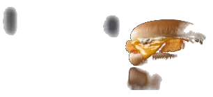 Filet-O-Fish®